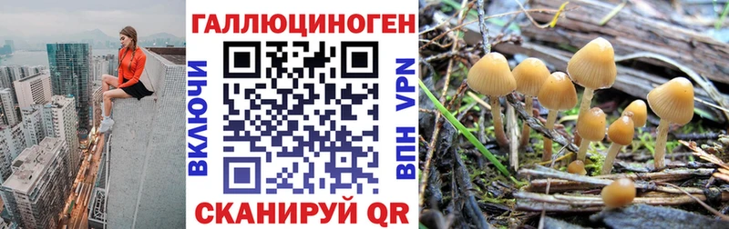 где купить наркоту Циолковский Псилоцибиновые грибы GOLDEN TEACHER